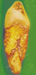 Dente do esqueleto de P�dua 